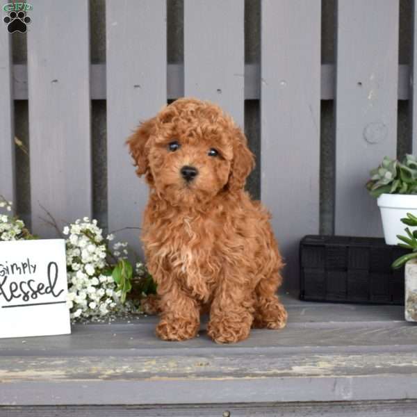 Petunia, Miniature Poodle Puppy