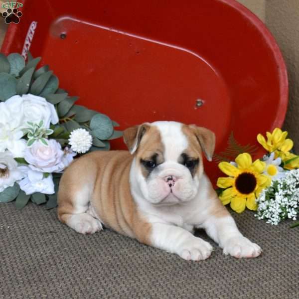 Phantom, English Bulldog Puppy