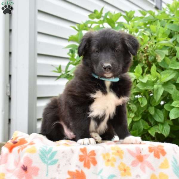 Phantom, Golden Retriever Mix Puppy