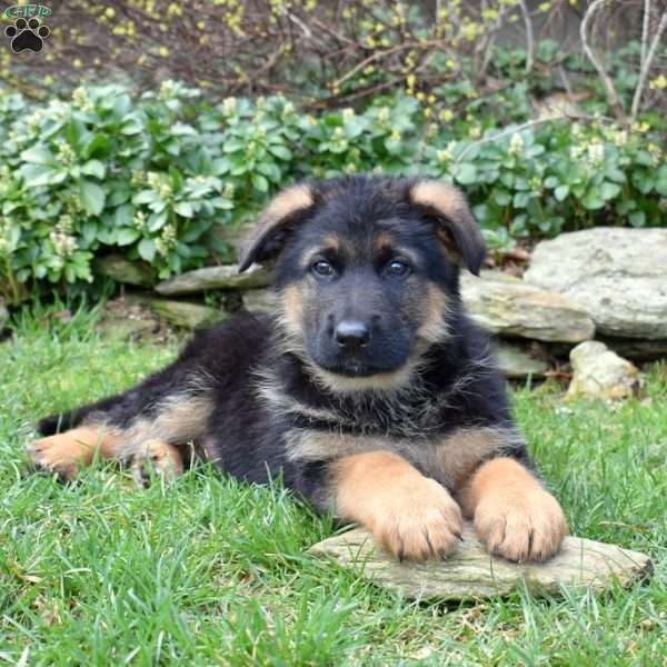 Phantom, German Shepherd Puppy
