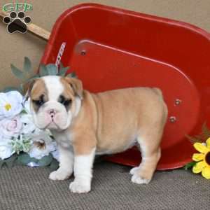 Phantom, English Bulldog Puppy