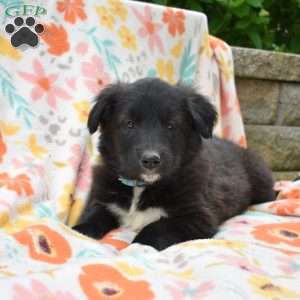 Phantom, Golden Retriever Mix Puppy