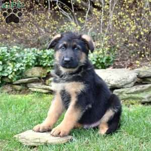 Phantom, German Shepherd Puppy