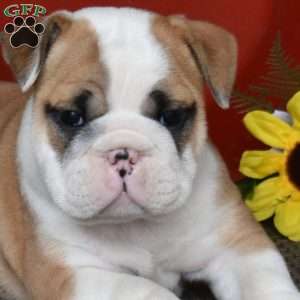 Phantom, English Bulldog Puppy
