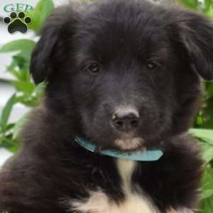 Phantom, Golden Retriever Mix Puppy