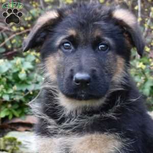 Phantom, German Shepherd Puppy