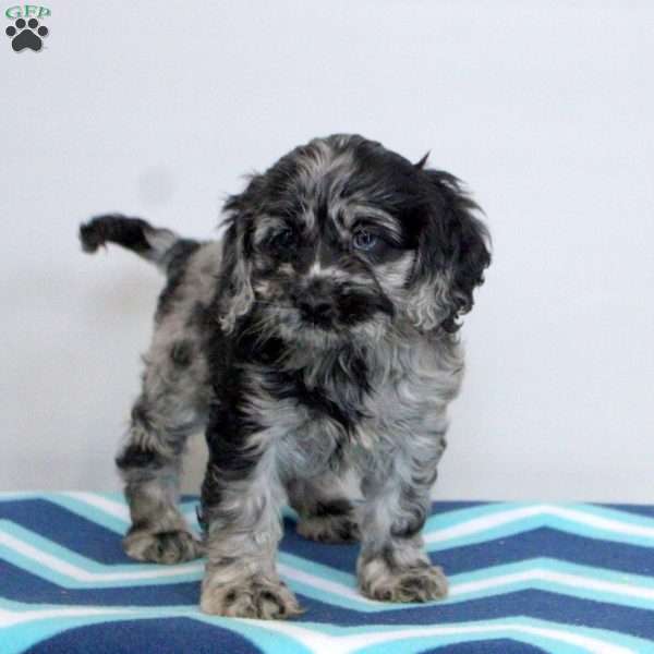 Phoebe, Cockapoo Puppy