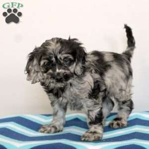 Phoebe, Cockapoo Puppy