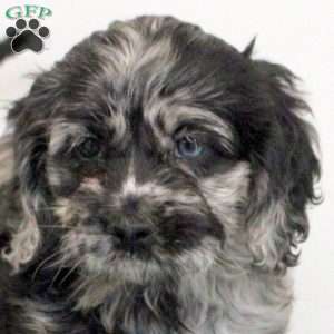 Phoebe, Cockapoo Puppy