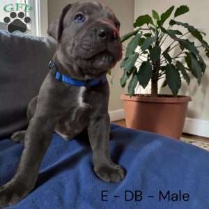 Blue, Cane Corso Puppy