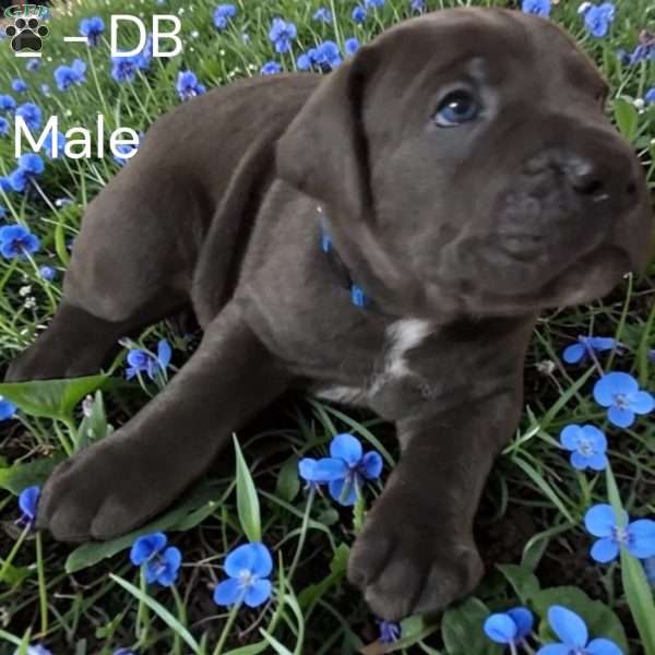 Blue, Cane Corso Puppy
