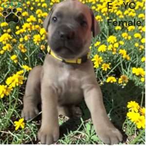 Yellow, Cane Corso Puppy