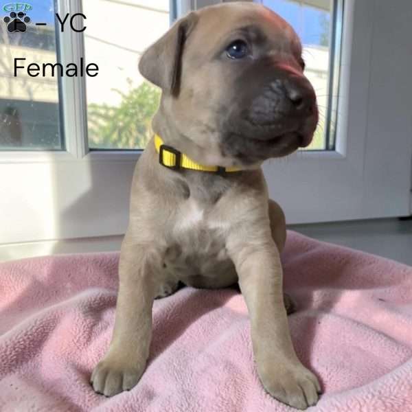 Yellow, Cane Corso Puppy
