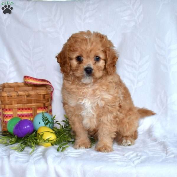 Pickles, Cavapoo Puppy