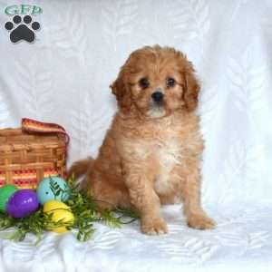 Pickles, Cavapoo Puppy