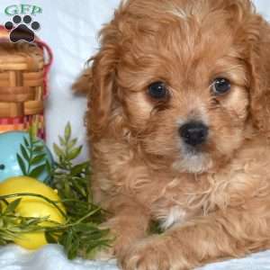 Pickles, Cavapoo Puppy