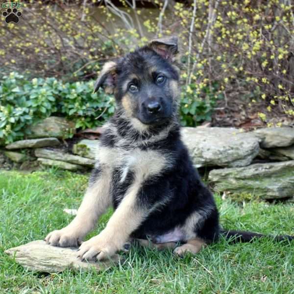 Pioneer, German Shepherd Puppy
