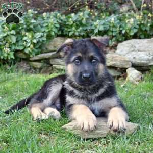 Pioneer, German Shepherd Puppy