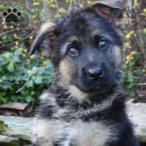 Pioneer, German Shepherd Puppy