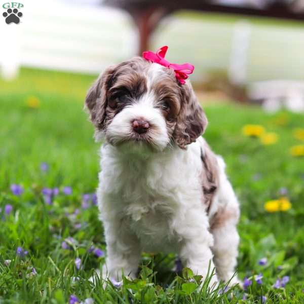 Piper, Cockapoo Puppy