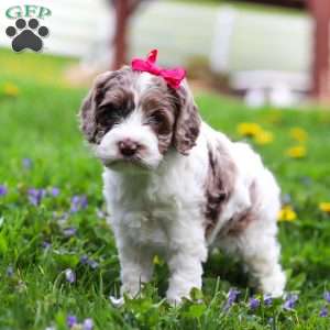 Piper, Cockapoo Puppy