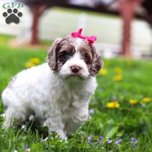 Piper, Cockapoo Puppy
