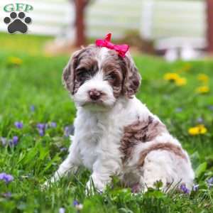 Piper, Cockapoo Puppy