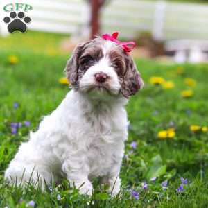 Piper, Cockapoo Puppy