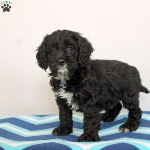 Piper, Cockapoo Puppy