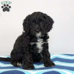 Piper, Cockapoo Puppy