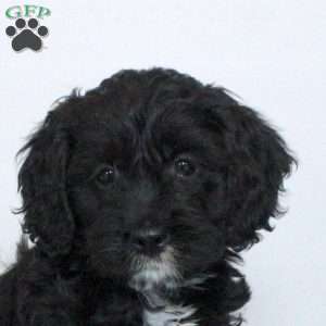 Piper, Cockapoo Puppy