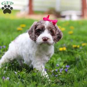 Piper, Cockapoo Puppy