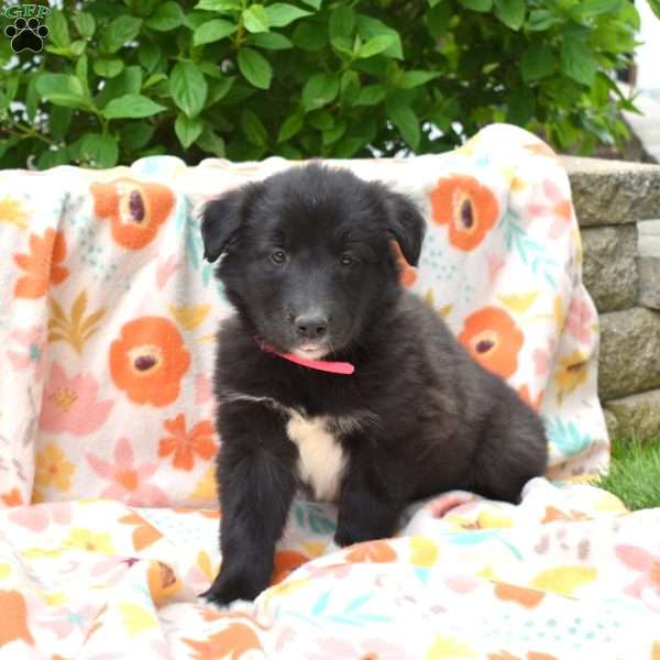 Pixie, Golden Retriever Mix Puppy