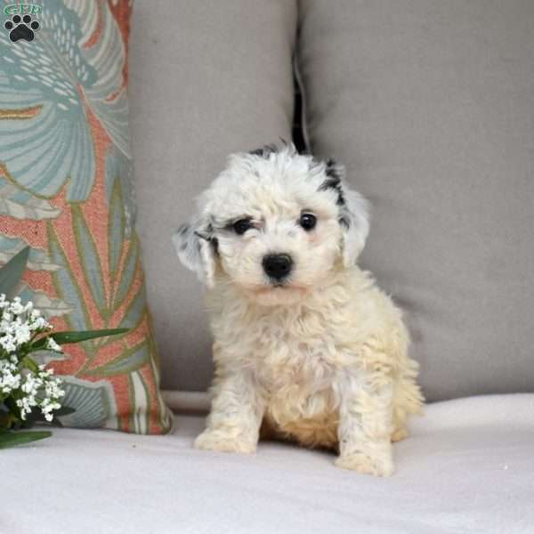 Pixie, Bich-Poo Puppy