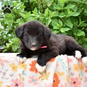 Pixie, Golden Retriever Mix Puppy