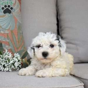 Pixie, Bich-Poo Puppy