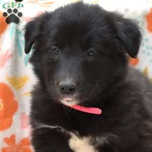 Pixie, Golden Retriever Mix Puppy