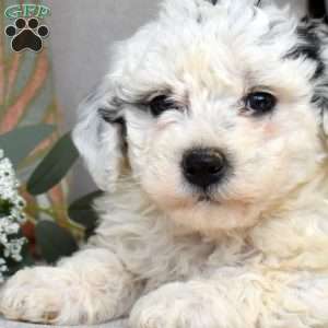 Pixie, Bich-Poo Puppy