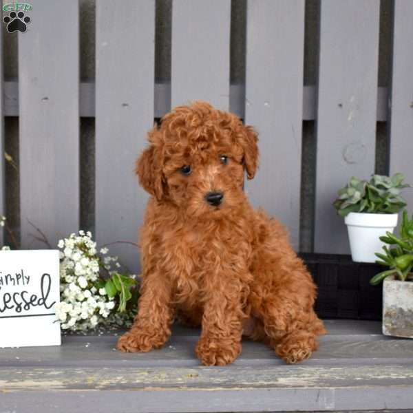 Polly, Miniature Poodle Puppy