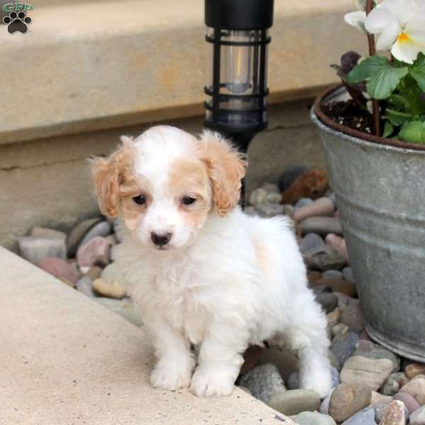 Polly, Bich-Poo Puppy