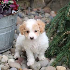 Polly, Bich-Poo Puppy