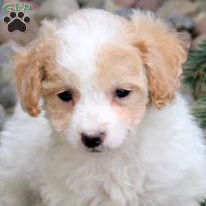 Polly, Bich-Poo Puppy