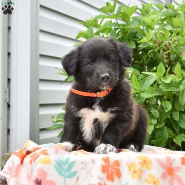Pongo, Golden Retriever Mix Puppy