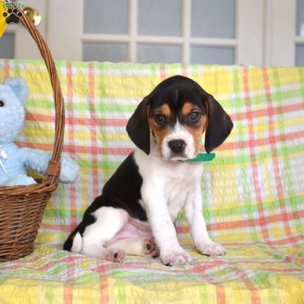 Pongo, Beagle Puppy