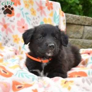 Pongo, Golden Retriever Mix Puppy