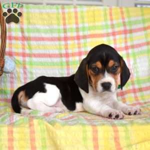 Pongo, Beagle Puppy