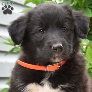 Pongo, Golden Retriever Mix Puppy