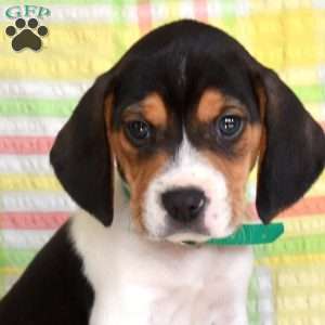 Pongo, Beagle Puppy