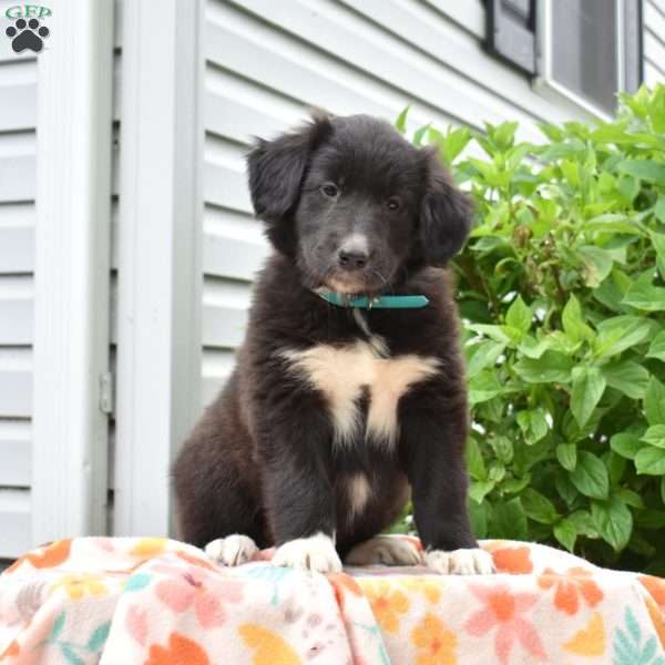 Poppy, Golden Retriever Mix Puppy