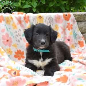 Poppy, Golden Retriever Mix Puppy